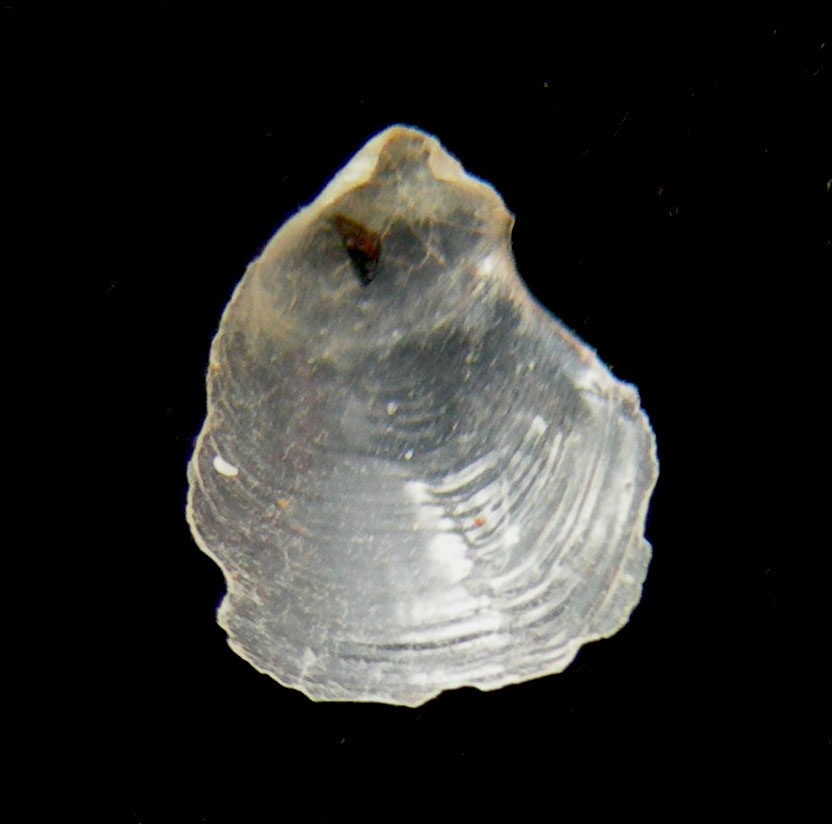 Petalifera